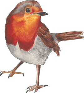 Robin
