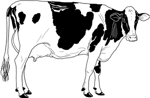 Dairy Cow