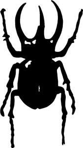 Atlas Beetle