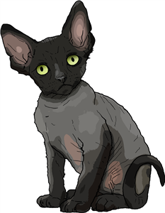 Devon Rex Kitten