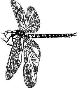 Dragonfly