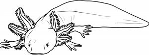 Axolotl