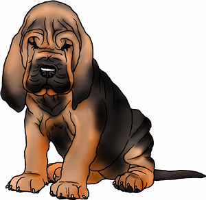 Bloodhound Puppy