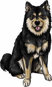 Finnish Lapphund