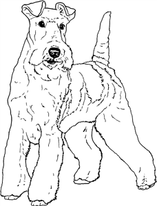 Fox Terrier