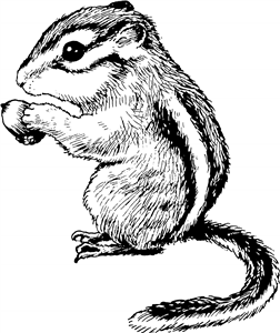 Chipmunk