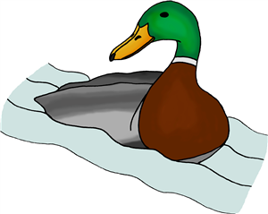 Mallard Duck