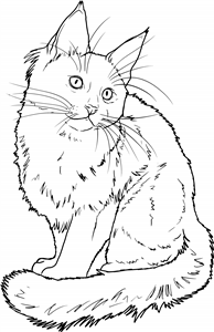 Maine Coon