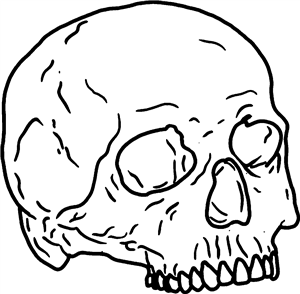 Human Skull