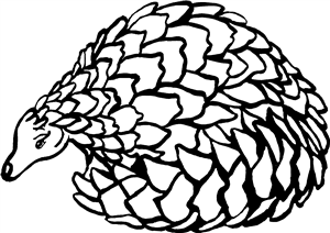 Pangolin
