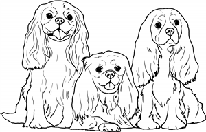 King Charles Spaniels