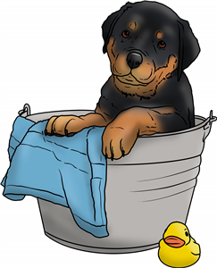 Rottweiler Bath Time
