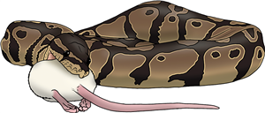 Python Eating Mouse