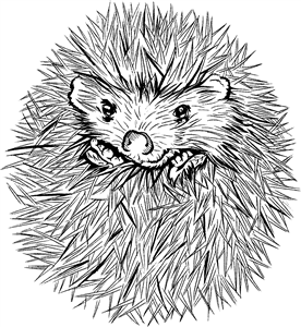 Cute Hedgehog