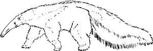 Anteater