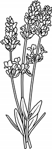 Lavender Sprigs