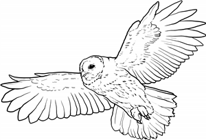 Flying Tawny Owl
