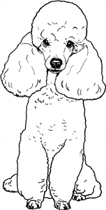 Toy Poodle