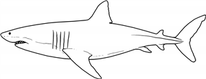 Great White Shark