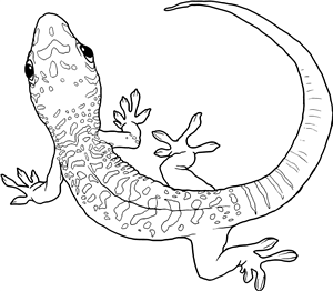 Day Gecko