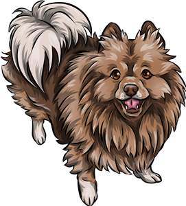 German Spitz Mittel