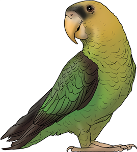 Cape Parrot