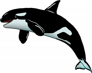 Orca