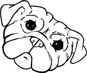 Pug Dog Face