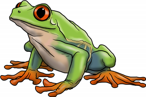Rainforest Tree Frog