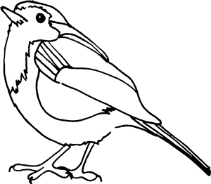 Robin Redbreast Bird