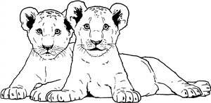 Lion Cubs