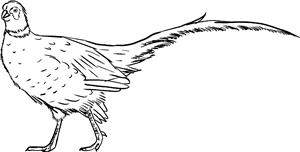 Pheasant