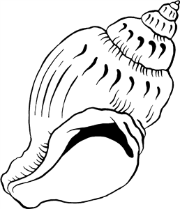 Conch Shell