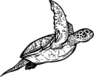 Sea Turtle