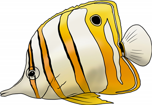 Copperband Butterflyfish