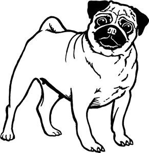Pug Dog