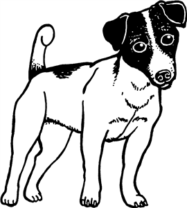 Jack Russell Dog