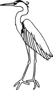 Heron Bird