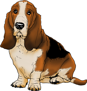 Basset Hound