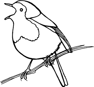 Singing Robin