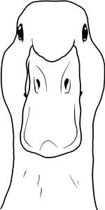 Duck Head