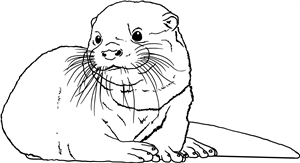 Cute Otter