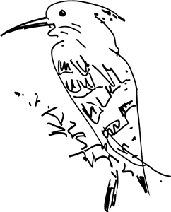 Woodpecker Bird