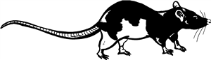 Rat