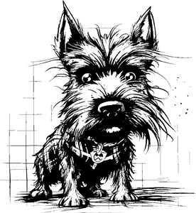 punk Scottish terrier