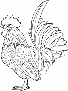 Cockerel
