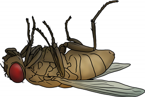 Dead Fly