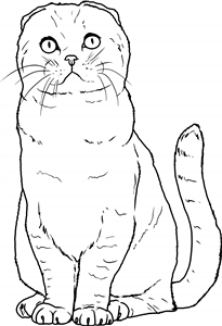 Scottish Fold Cat