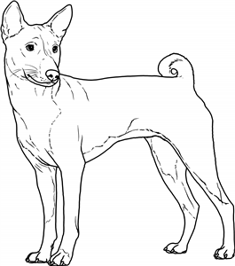 Basenji