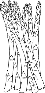 Asparagus